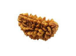 1 mukh Rudraksha | One FaceRudraksha